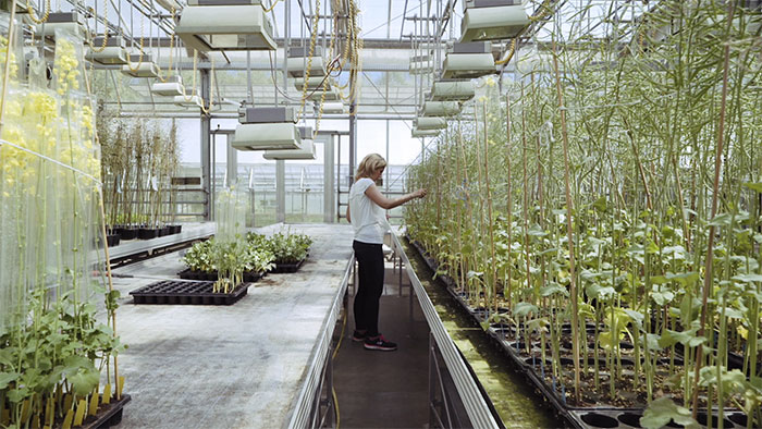 Beruf Pflanzenzüchterin - Herausforderungen und Digitalisierung Beruf Pflanzenzüchterin - Herausforderungen und Digitalisierung