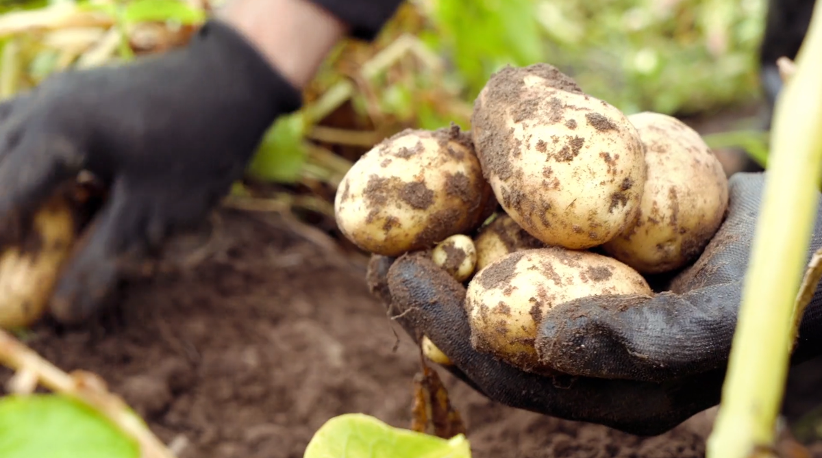Berufsporträt: Um die Welt – Ernte, Wiedersehen und Kollegen Berufsporträt: Um die Welt – Ernte, Wiedersehen und Kollegen