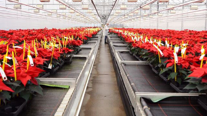 Beruf Gärtner/in - Anne und die Poinsettien Beruf Gärtner/in - Anne und die Poinsettien