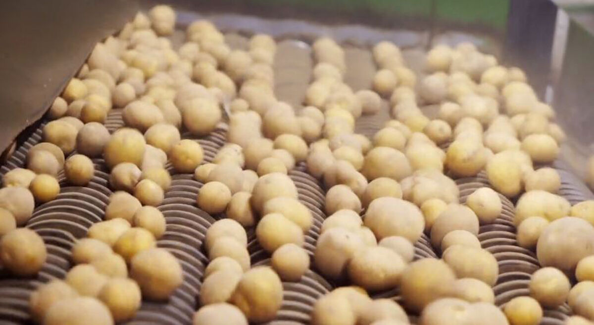 Berufsporträt: Um die Welt – Sorten, Fußball und Export Berufsporträt: Um die Welt – Sorten, Fußball und Export