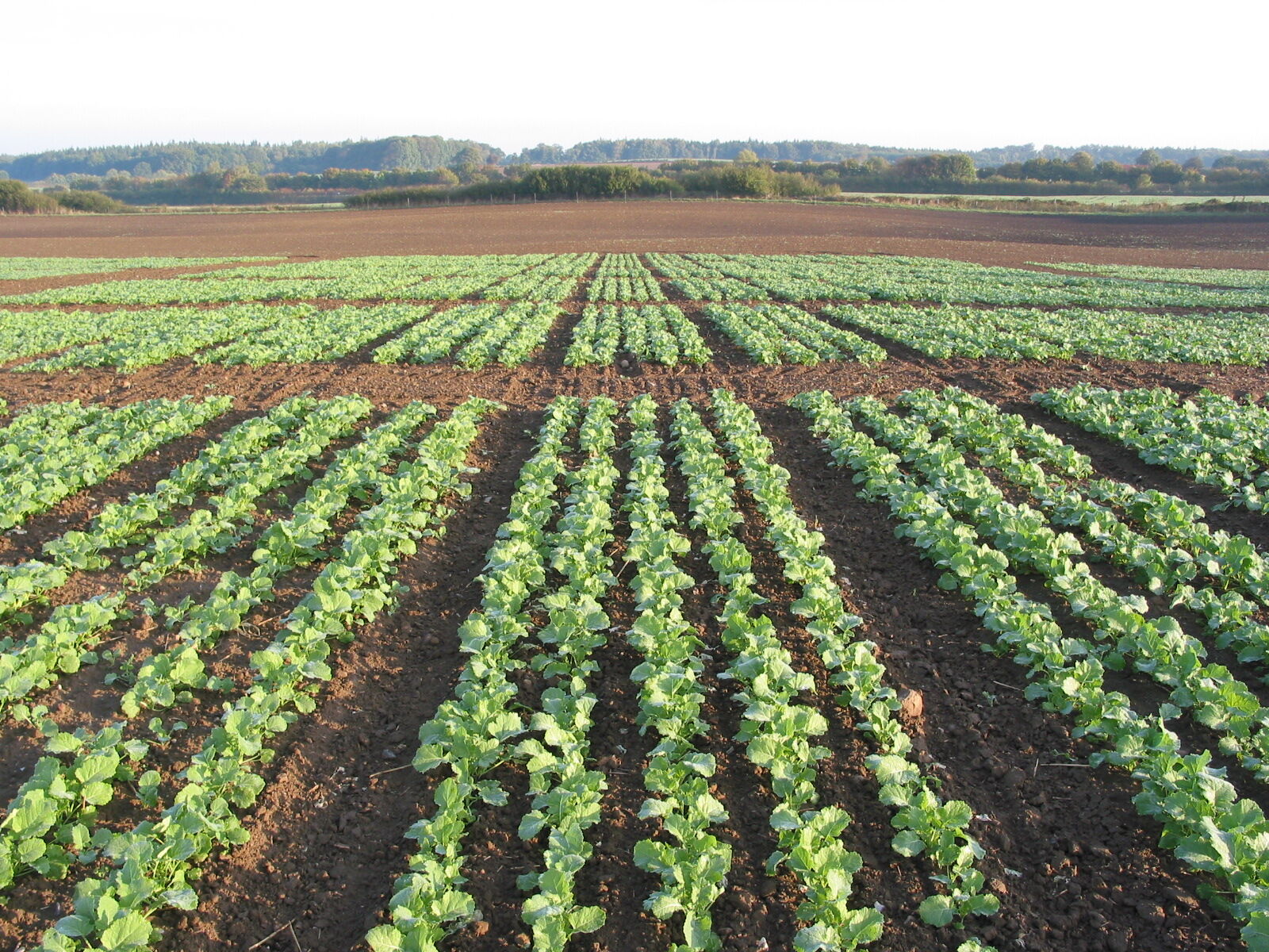 Beginn der Feldbonituren