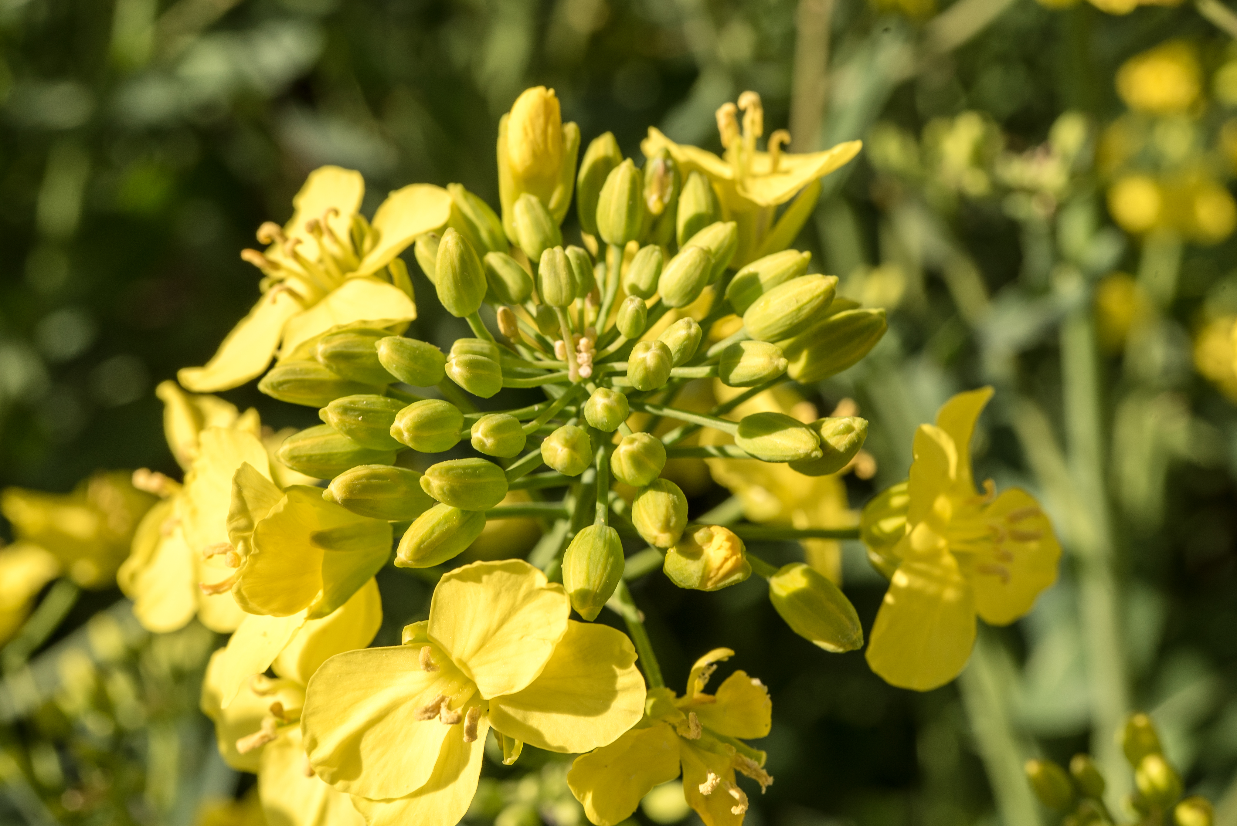 Bonitur des Blühbeginns beim Raps