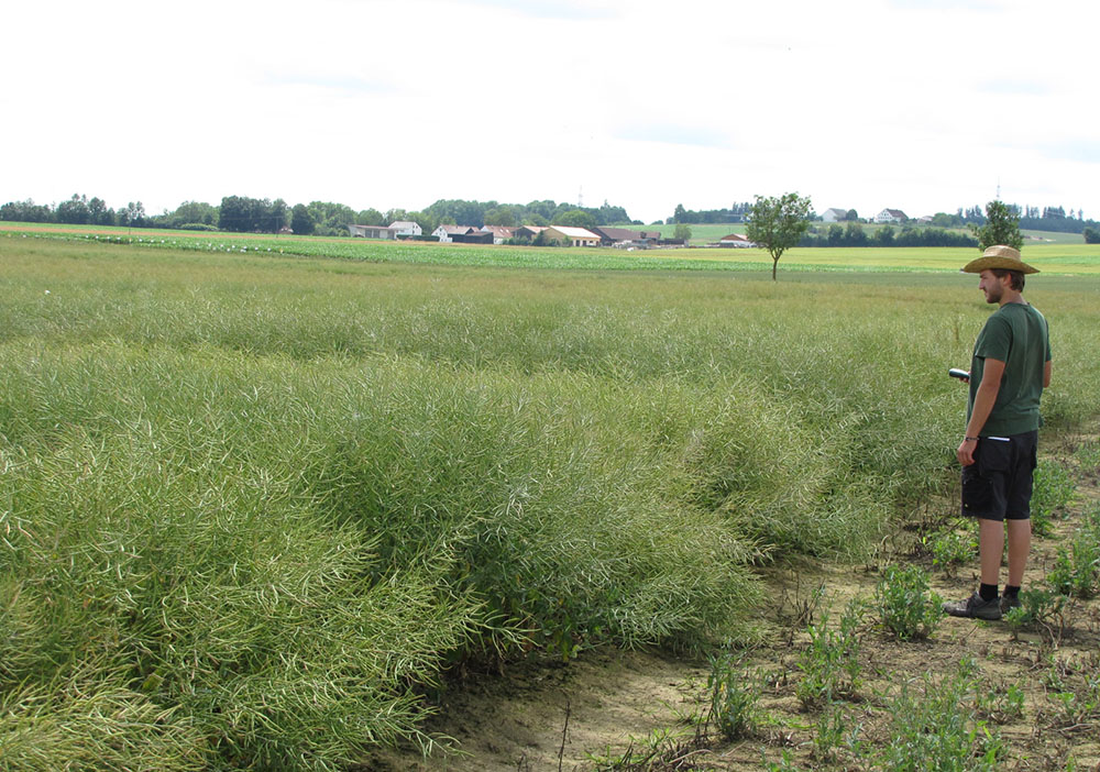 Bonitur der Abreife verschiedener Rapsparzellen im Zuchtgarten Bonitur der Abreife verschiedener Rapsparzellen im Zuchtgarten