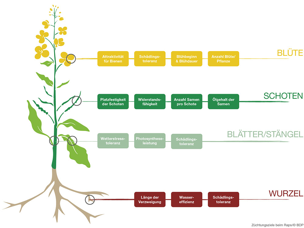 Züchtungsziele beim Raps