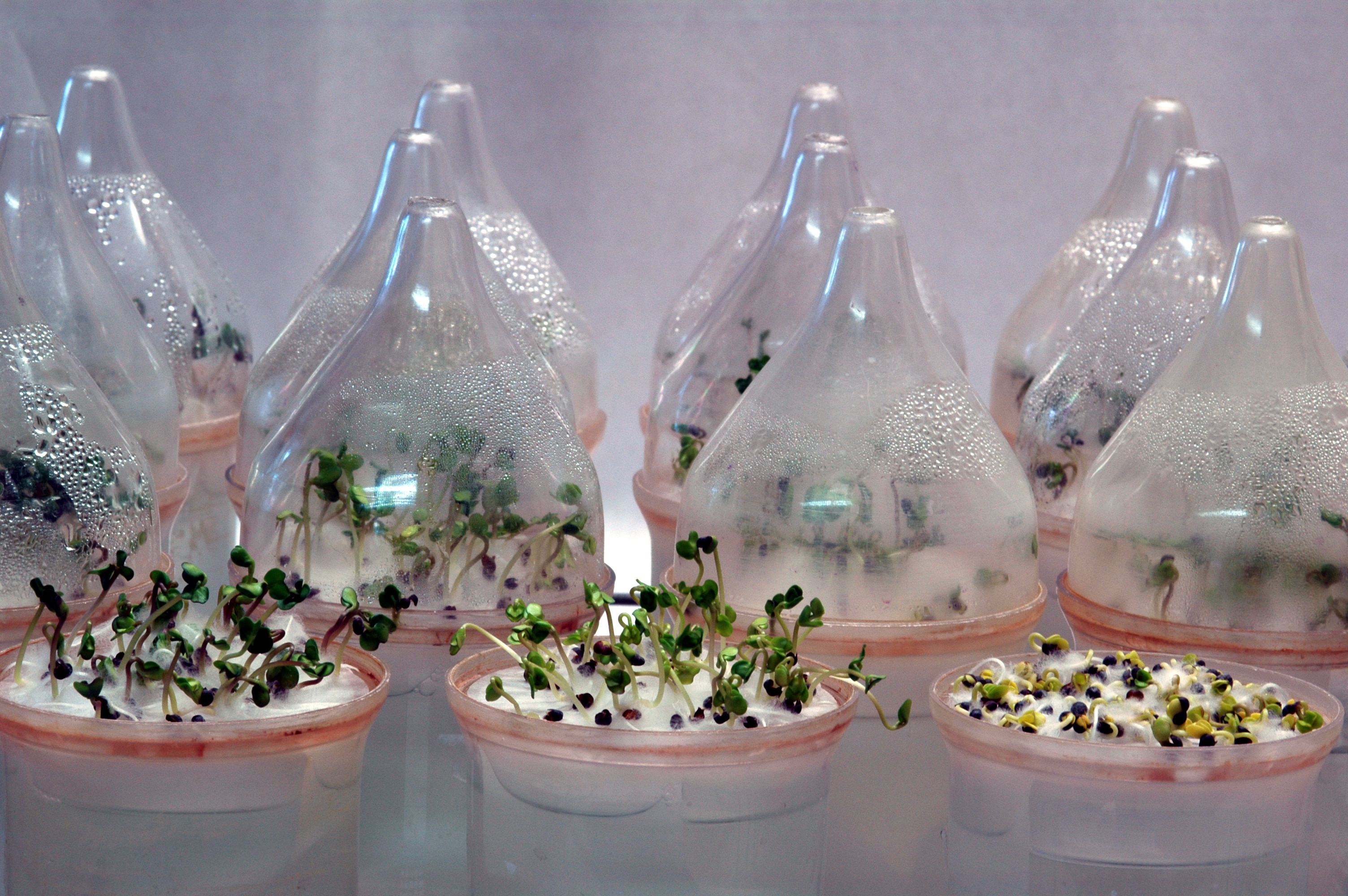 Keimfähigkeitstests