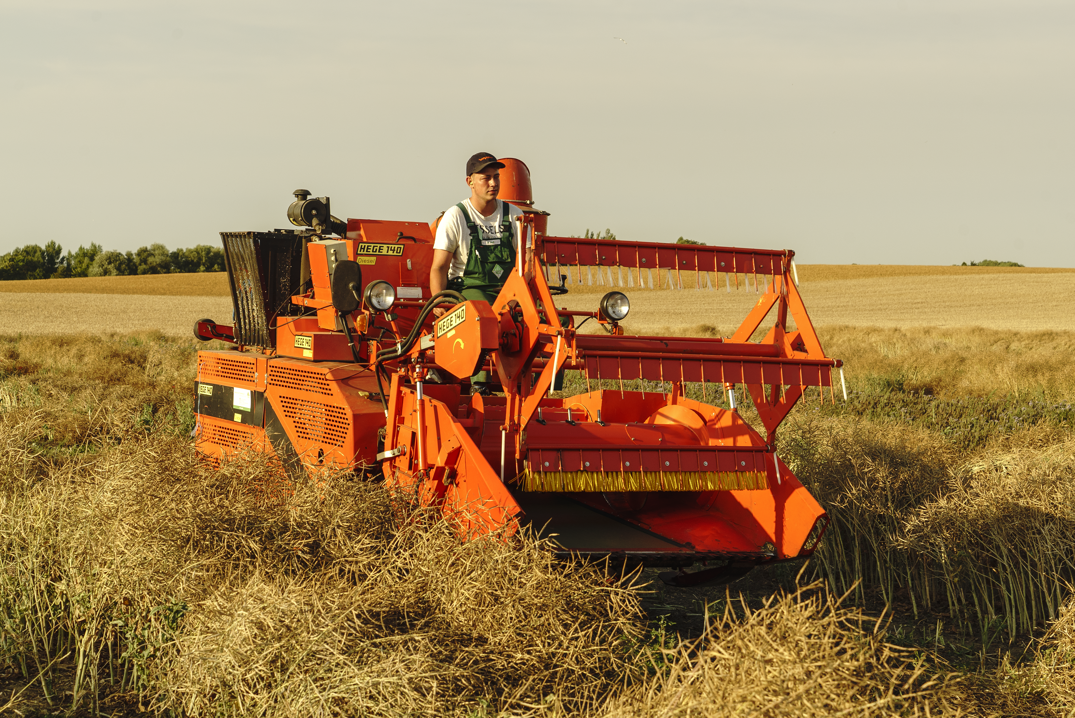Beginn der Ernte mit dem Parzellenmähdrescher