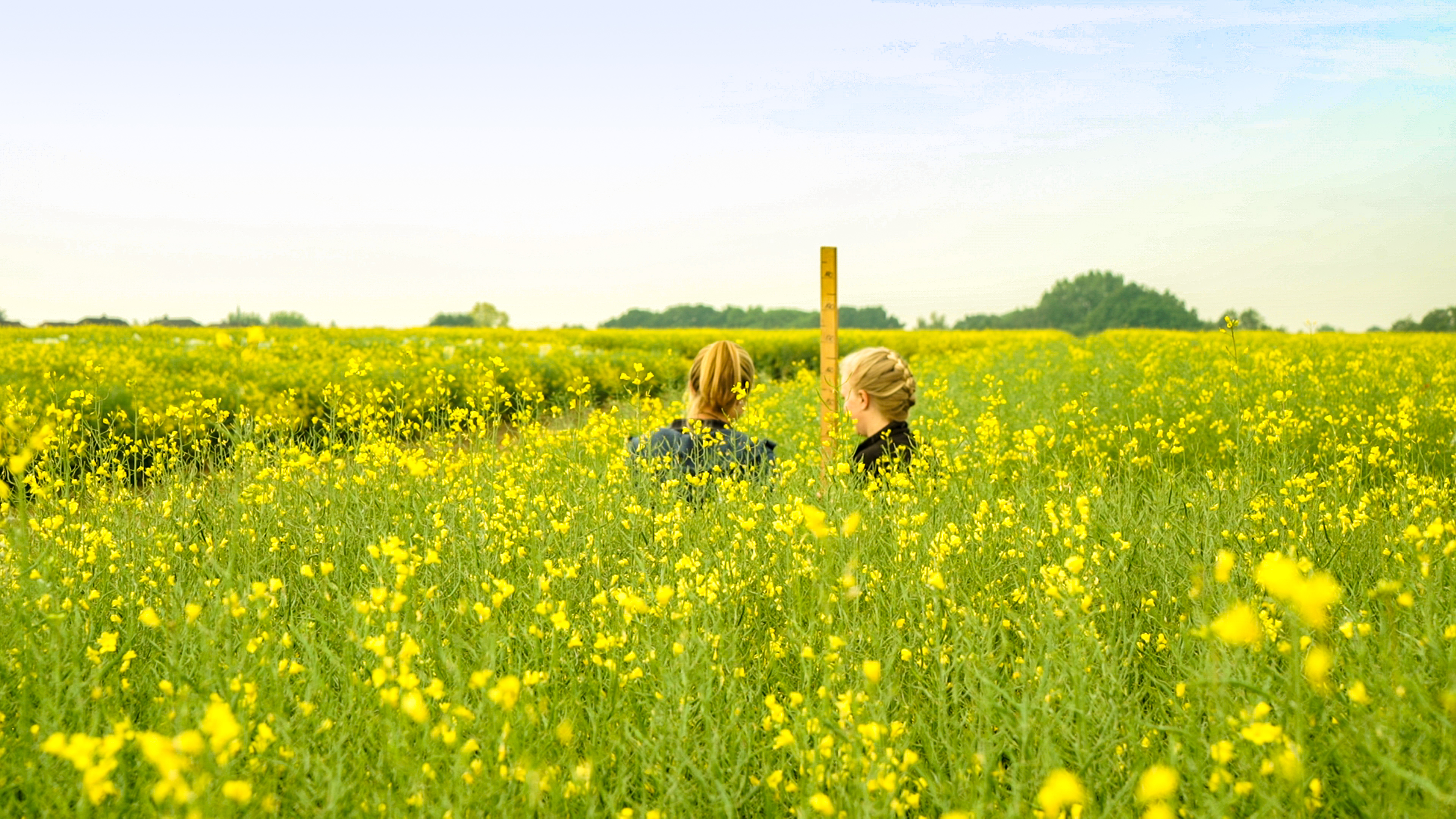 Längenmessung bei Rapspflanzen